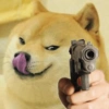 Meme dogs (tx48mdgpv9)