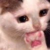 😿😭 Gatos Sad 😭😿 (vtyxp4fqmw)