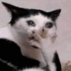 😿😭 Gatos Sad 😭😿 (jcfxg8n294)