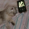 😿😭 Gatos Sad 😭😿 (3bm4szp7d2)