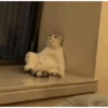 حيوانات مضحكة 4 (dhq7xvw5sf)
