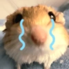 الهامستر 🐹 (8stwfqzm2y)