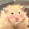 الهامستر 🐹 (2cr853jh4m)