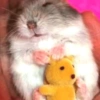 الهامستر 🐹 (8cfghqxjyr)