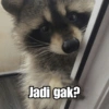 Raccoon Lucu (g5x4bc9p8q)