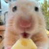 الهامستر 🐹 (82wtv5kj93)
