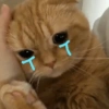 Crying kitty