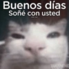 🥭 Gatitos Shitposting 1 😼🥭 (fxy8kth7b5)