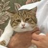 قطة حزينة تبكي (vds72w5jx4)