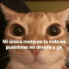 🥭 Gatitos Shitposting 1 😼🥭 (bhk59szmy3)