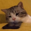On the phone
