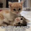 🌈 Gatitos para responder 1 🐈 (gjqtkpvzbh)