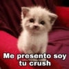 🌈 Gatitos para responder 1 🐈 (ydpf682kht)