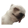 Chihuahuas random (cfknhp8q76)