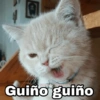 🌈 Gatitos para responder 1 🐈 (tq97rwb8xf)