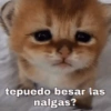 🥭 Gatitos Shitposting 1 😼🥭 (6mjpsk4v85)