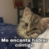 🌈 Gatitos para responder 1 🐈 (vm7h5pq6jy)