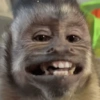 MACAQUINHOS EXPRESSIVOS 🐵 (grysxbpv3f)