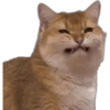 Michis Caóticos🐱 (7xd5yj68cs)