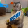 ميم القرد 🐒⭐ (d9wrbkvqm7)