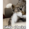 Michis Caóticos🐱 (p7trvd9c8y)