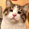 MEME KUCING 🐱 (dj3v86pkbs)