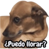 Perritos Cura Depresión🐶🐾 (pj7fmzk32n)