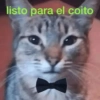 Frases de Gatos  (nyg2xp3vzr)