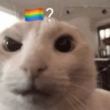 Gatos vida loka 🤪 (cwbf36jtdk)