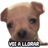 Perritos Cura Depresión🐶🐾 (5xp4gh7cqt)