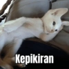 MEME KUCING 🐱 (v4wfxzdbt6)