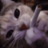 Gatos vida loka 🤪 (hwc89xjdqn)