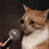 🐱💔😢 قطط حزينة 😢💔🐱 (xzd6gpnm8c)