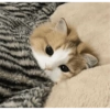زنجبيلي حزين دافئ