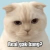 Meme Kucing Cute 🐱 (jh4nz3pdfx)