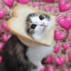 قط الخبز 🍞