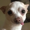 Perritos para contestar 🐕🐾 (4yxzd39j2f)