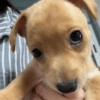 Perritos para contestar 🐕🐾 (n9fj5v6g7t)