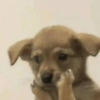 Perritos para contestar 🐕🐾 (3m9628qtph)