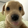 Perritos para contestar 🐕🐾 (cdysj2fbmr)