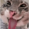Gatitnhosfofos 😼 (2ymschk7zb)