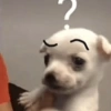 Perritos para contestar 🐕🐾 (6cpn27jm95)