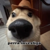 Perritos para responder 🐶 (6b7yzct2q8)