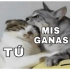 🔥 قطط Horny 🔥 (gf3vzjc7y9)