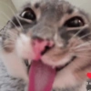 Meme Kucing Lucu 🐱 (mw8pc5jrx6)