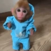 البدلة الزرقاء الصغيرة