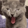 Gatitnhosfofos 😼 (g9zjxvfcw3)