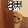 Pookiee Cat 😺🎀 (2gpsk3rwhj)