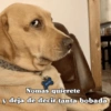 Perritos para responder 🐶 (3ygbd458ft)