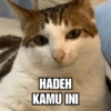 Meme Kucing Lucu 🐱 (yqdhm5n4wb)